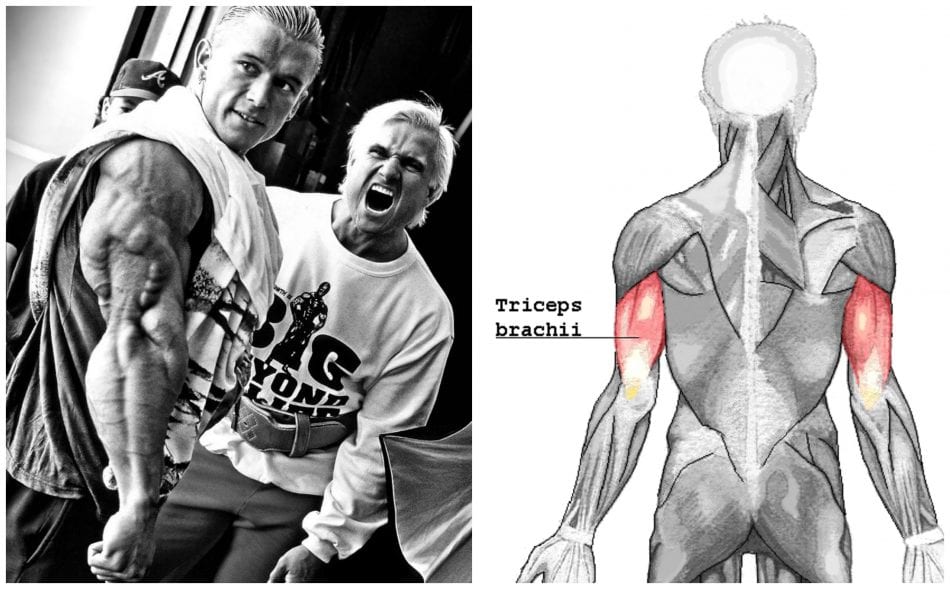 How to Get Stronger Triceps and Increase Your Bench Press