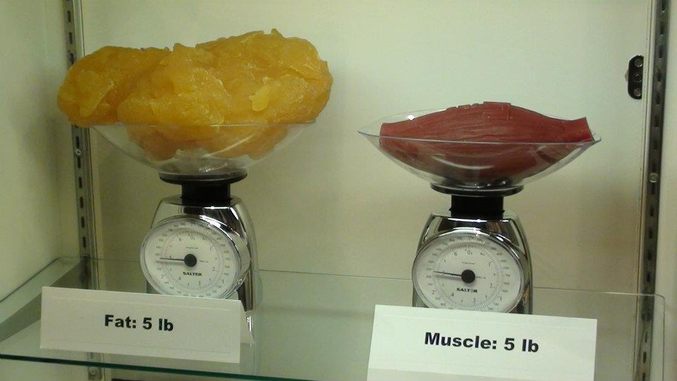 is-fat-actually-heavier-than-muscle-mass