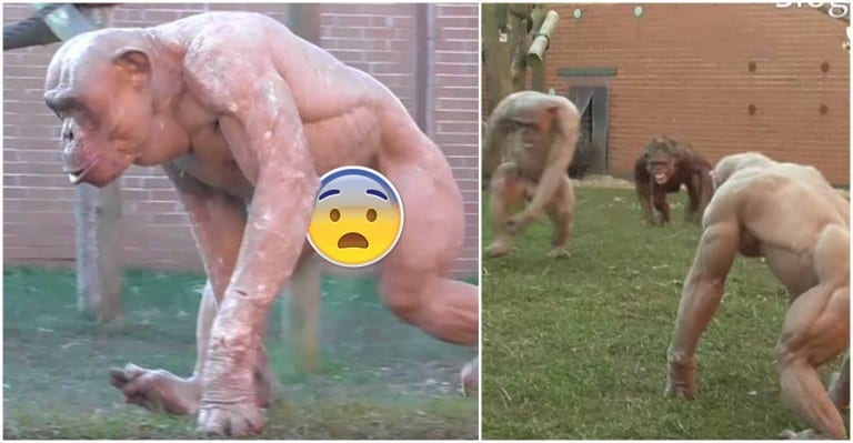 jacked chimpanzee