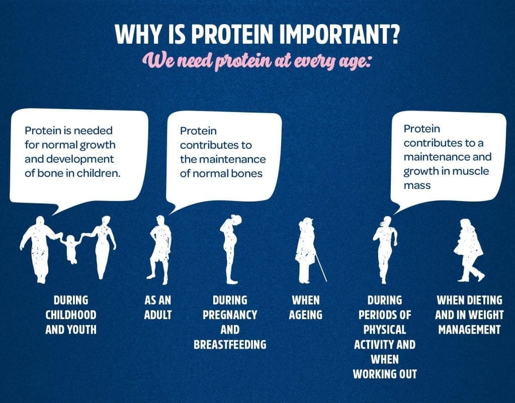 Proteins Are Important Because They at Tami Walker blog