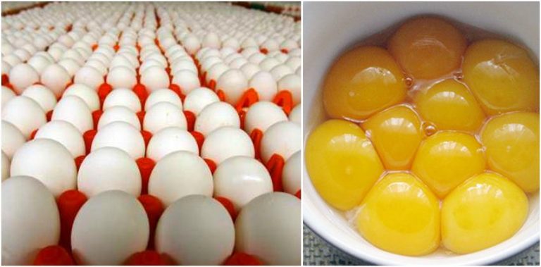 do eggs reduce testosterone?