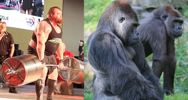 gorilla strength vs human strength1
