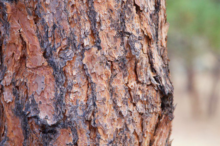 Pine Bark Extract (Pycnogenol) For Testosterone