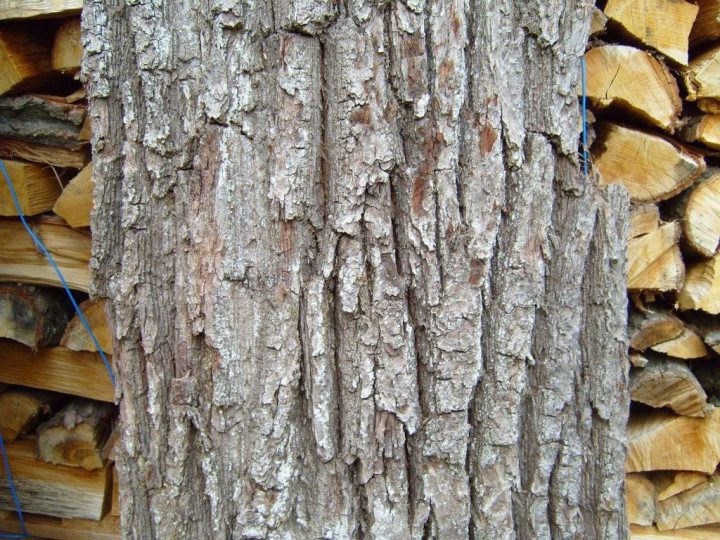 can pine bark extraxt raise testosterone