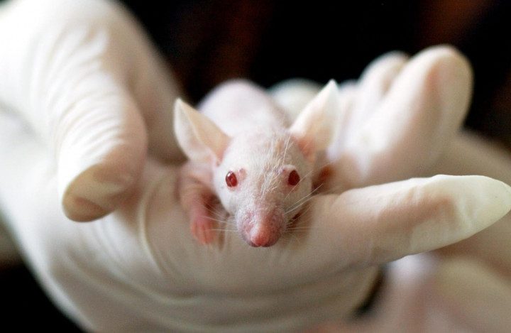 pycnogenol and testosterone rat studies pine bark extract