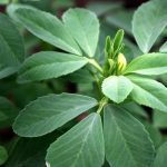 fenugreek natural testosterone supplement
