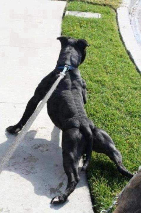 Most Muscular Animals
